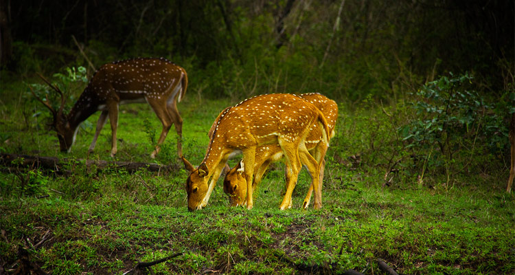 1 Day Ooty Pykara and Mudumalai Tour Local Sightseeing Package with Mudumalai Wildlife Sanctuary 