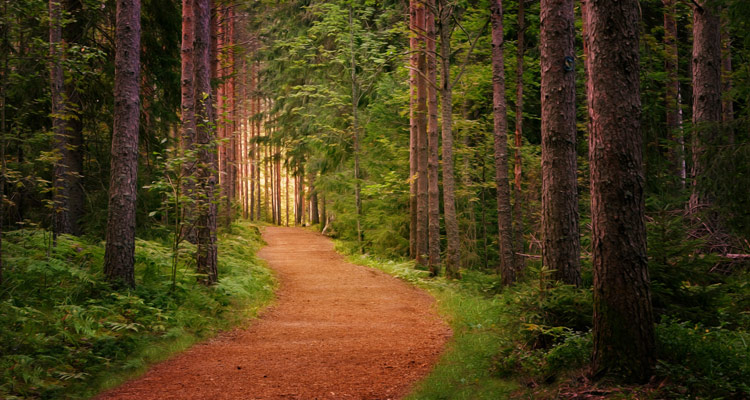 1 Day Ooty Pykara and Mudumalai Tour Local Sightseeing Package with Pine Tree Forests