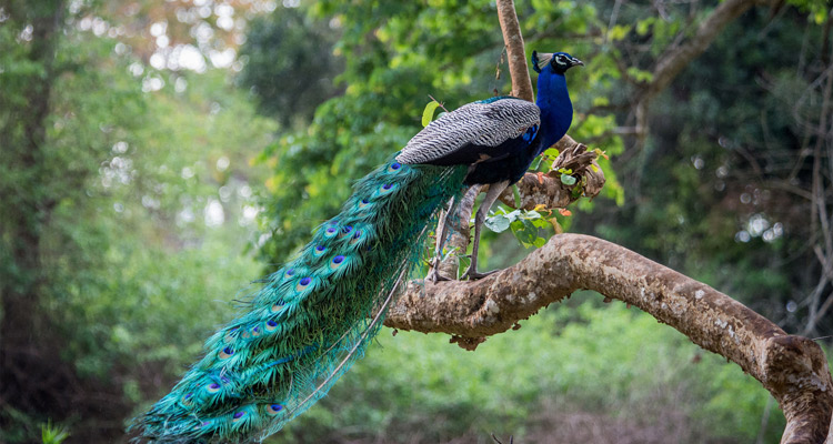 1 Day Ooty Trip from Mysore Tour Local Package with Bandipur National Park