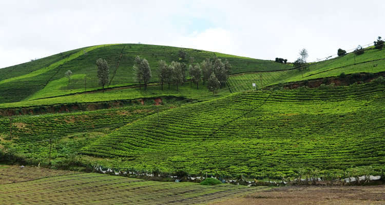 1 Day Ooty Avalanche Tour Local Sightseeing Package with Tea Garden