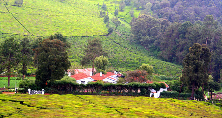 1 Day Ooty Trip from Mysore Tour Local Package