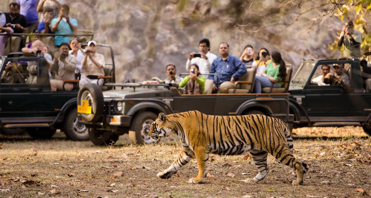 1 Day Ooty Trip from Mysore Tour Package with Mudumalai National Park